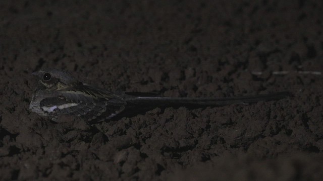 Long-tailed Nightjar - ML533625311