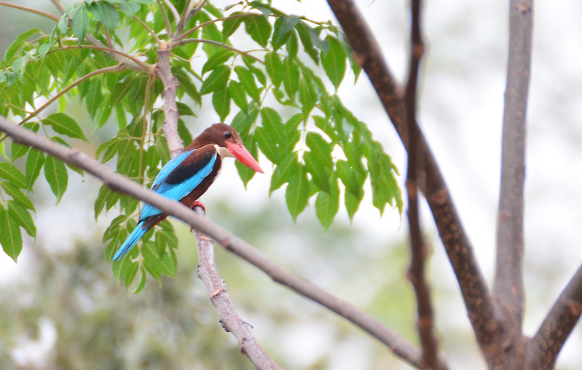 White-throated Kingfisher - Srinivas D