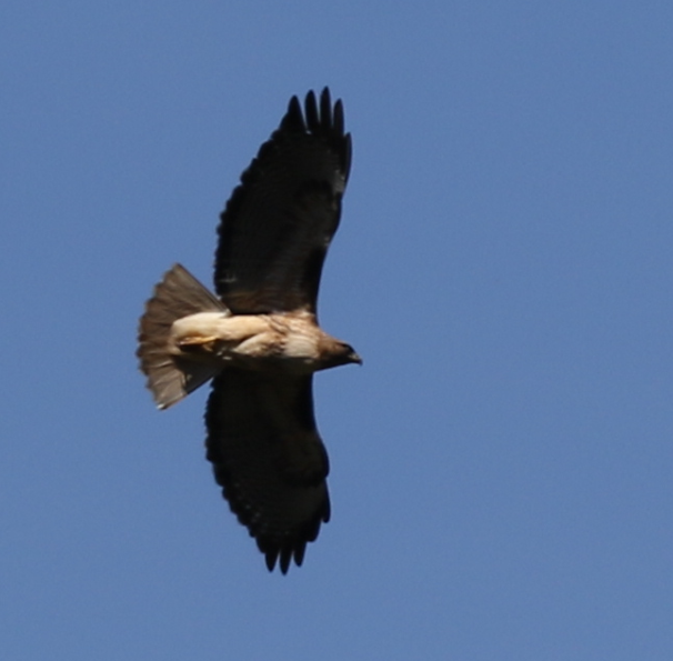 Red-tailed Hawk - ML53362591