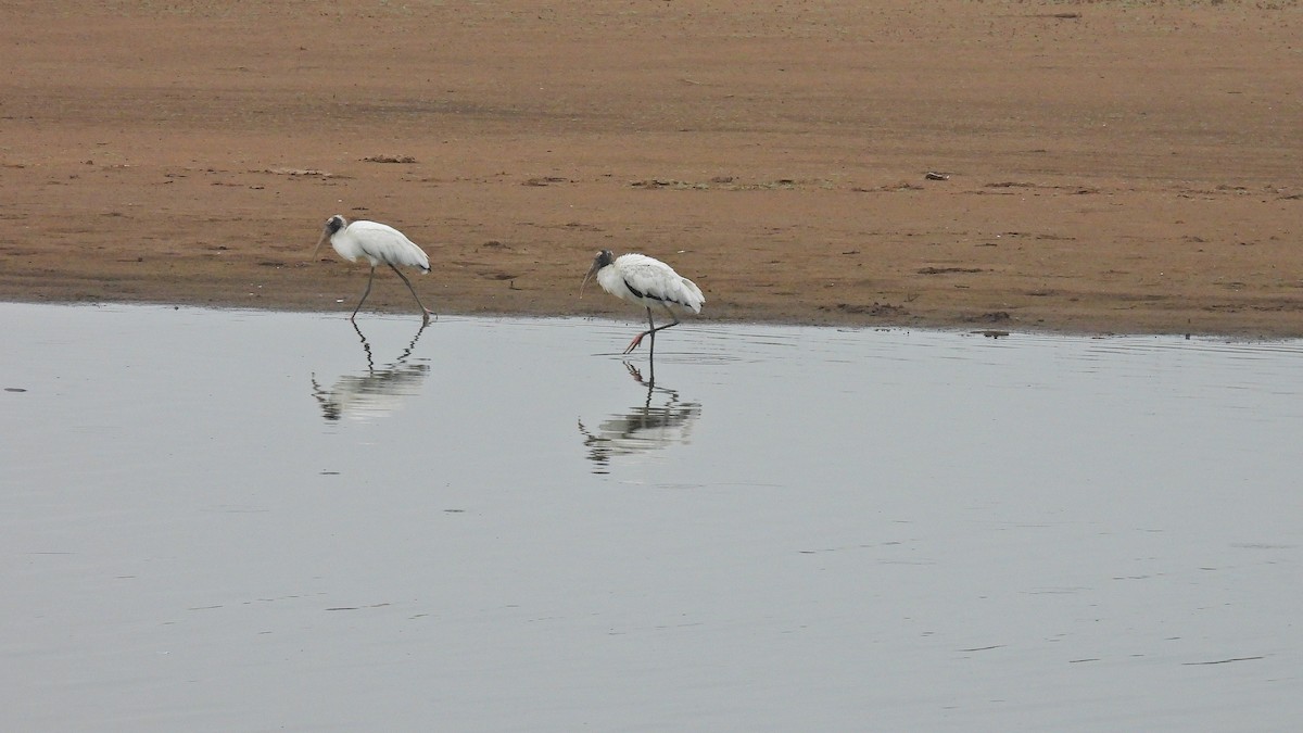 Wood Stork - ML533626331