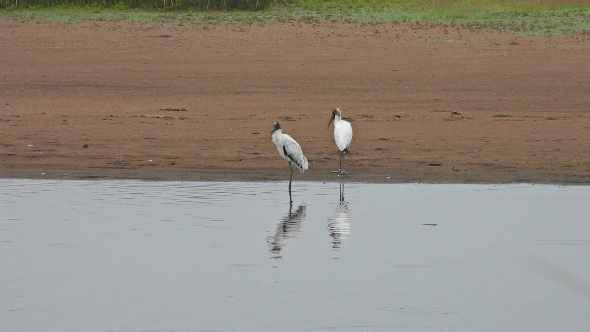 Wood Stork - ML533626351