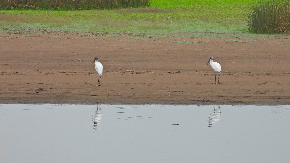 Wood Stork - ML533626361