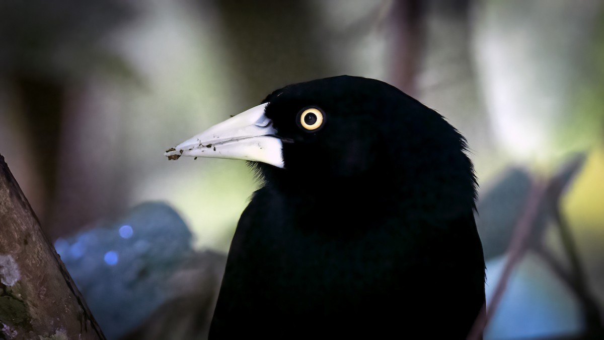 Yellow-billed Cacique - ML533628461