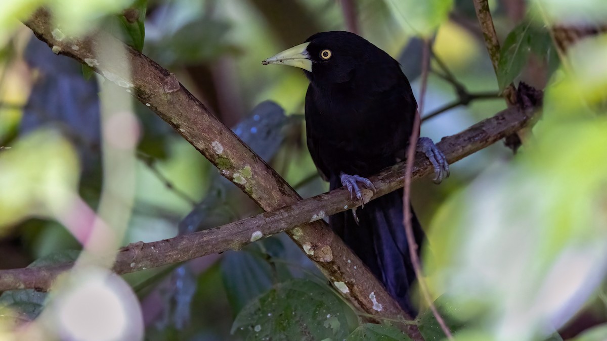 Yellow-billed Cacique - ML533628481