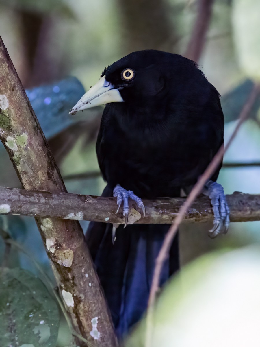 Yellow-billed Cacique - ML533628511