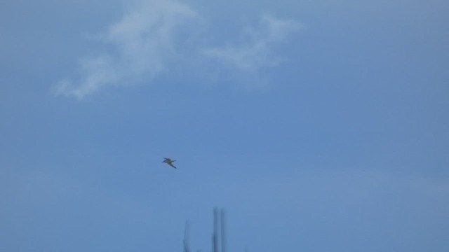 Black-legged Kittiwake - ML533628761