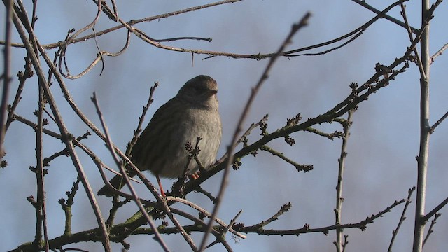 Dunnock - ML533629411