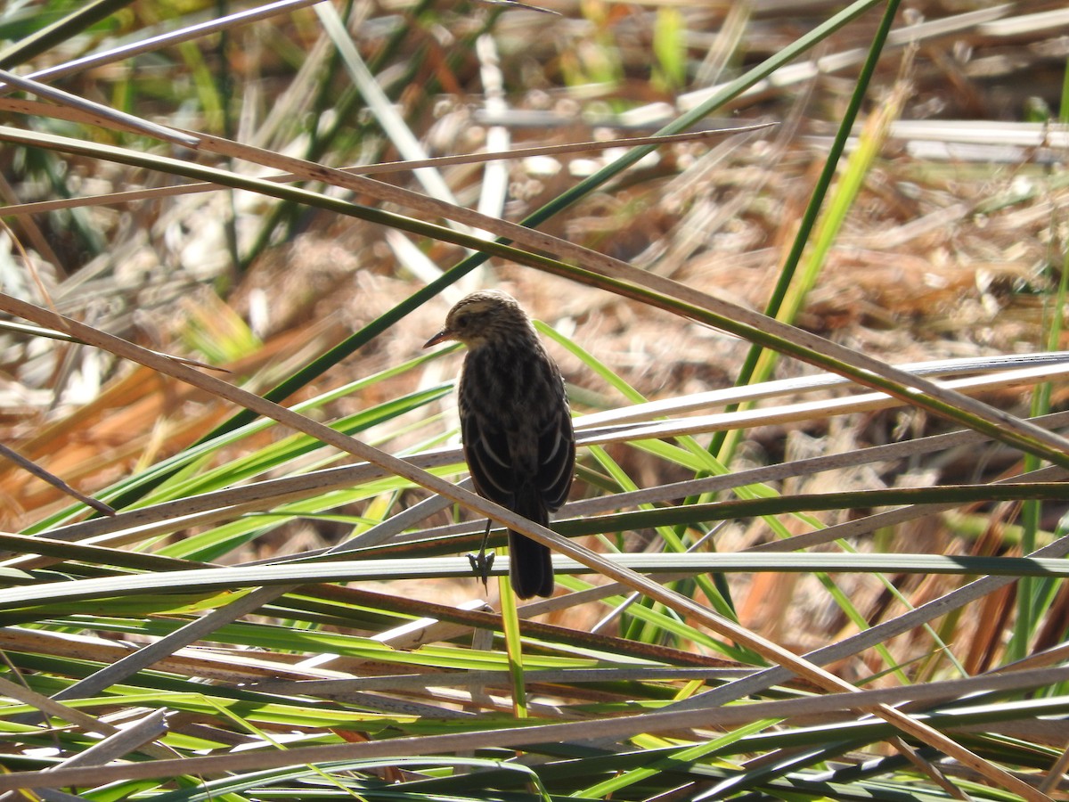 Spectacled Tyrant - ML53363181