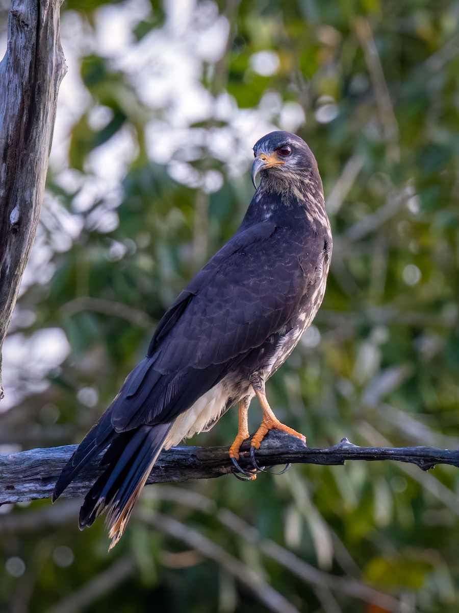 Snail Kite - ML533632511