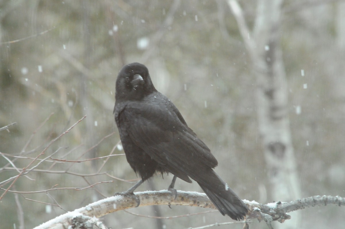 American Crow - ML533632611