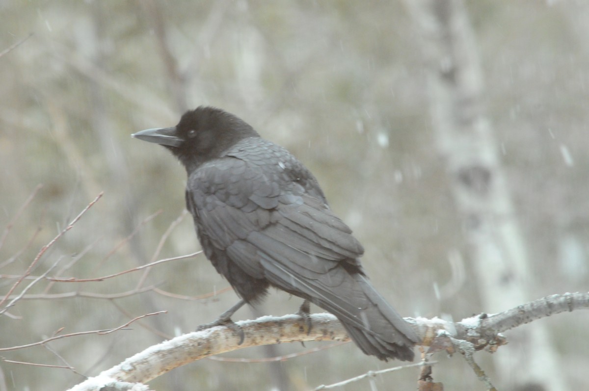 American Crow - ML533632631