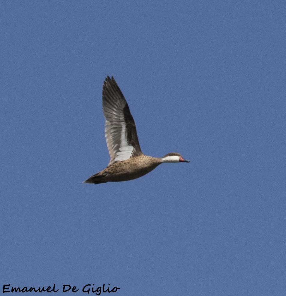 White-cheeked Pintail - ML533632671