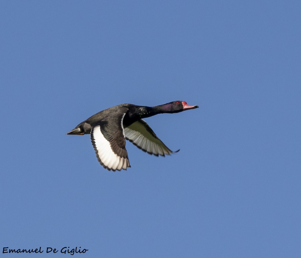 Rosy-billed Pochard - ML533632791