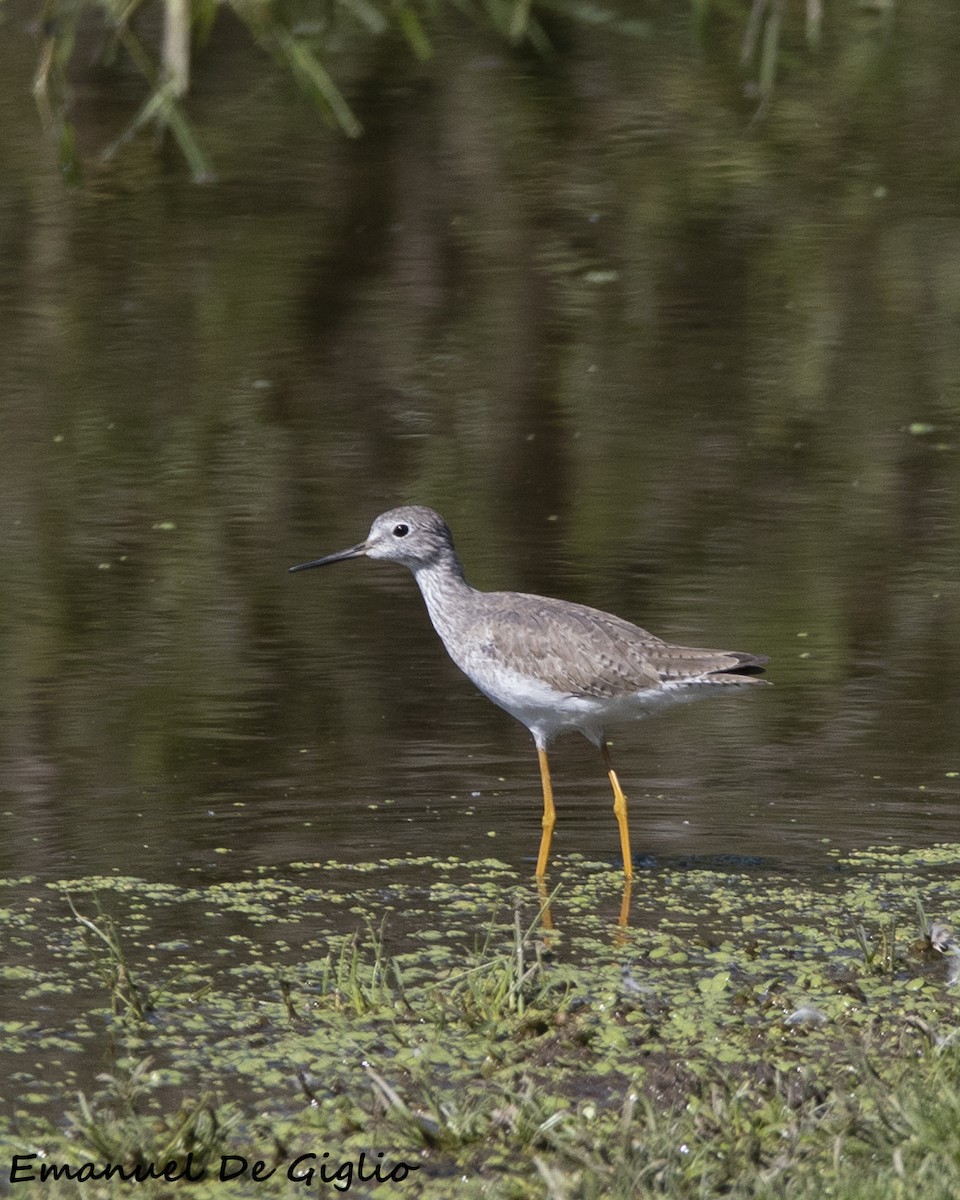 Lesser Yellowlegs - ML533632841