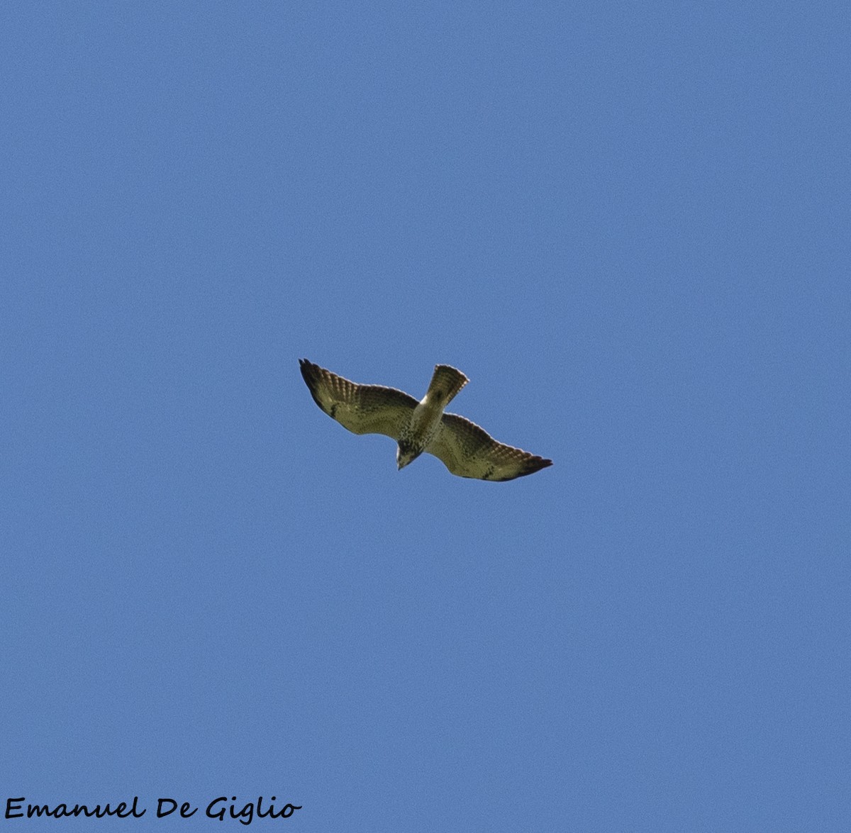 Swainson's Hawk - ML533632881