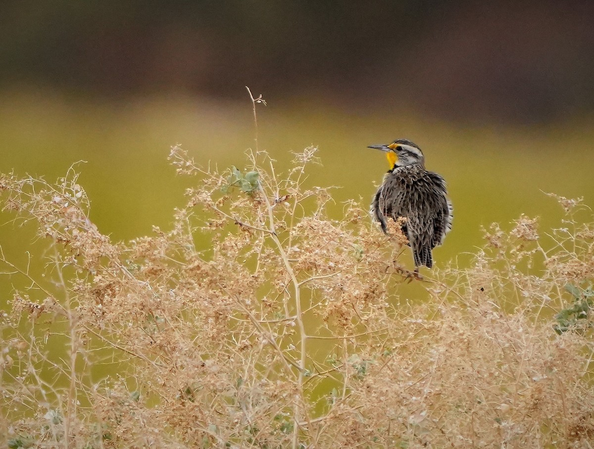 Western Meadowlark - ML533633241