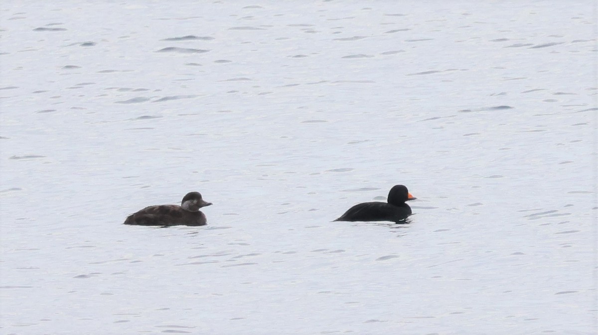 Black Scoter - ML533634291