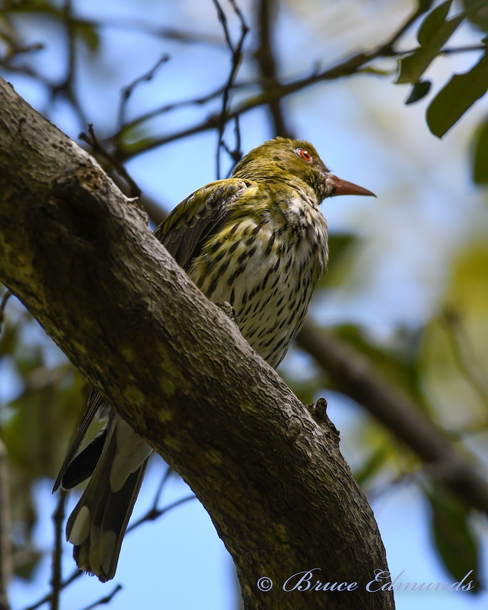 Olive-backed Oriole - ML533635611