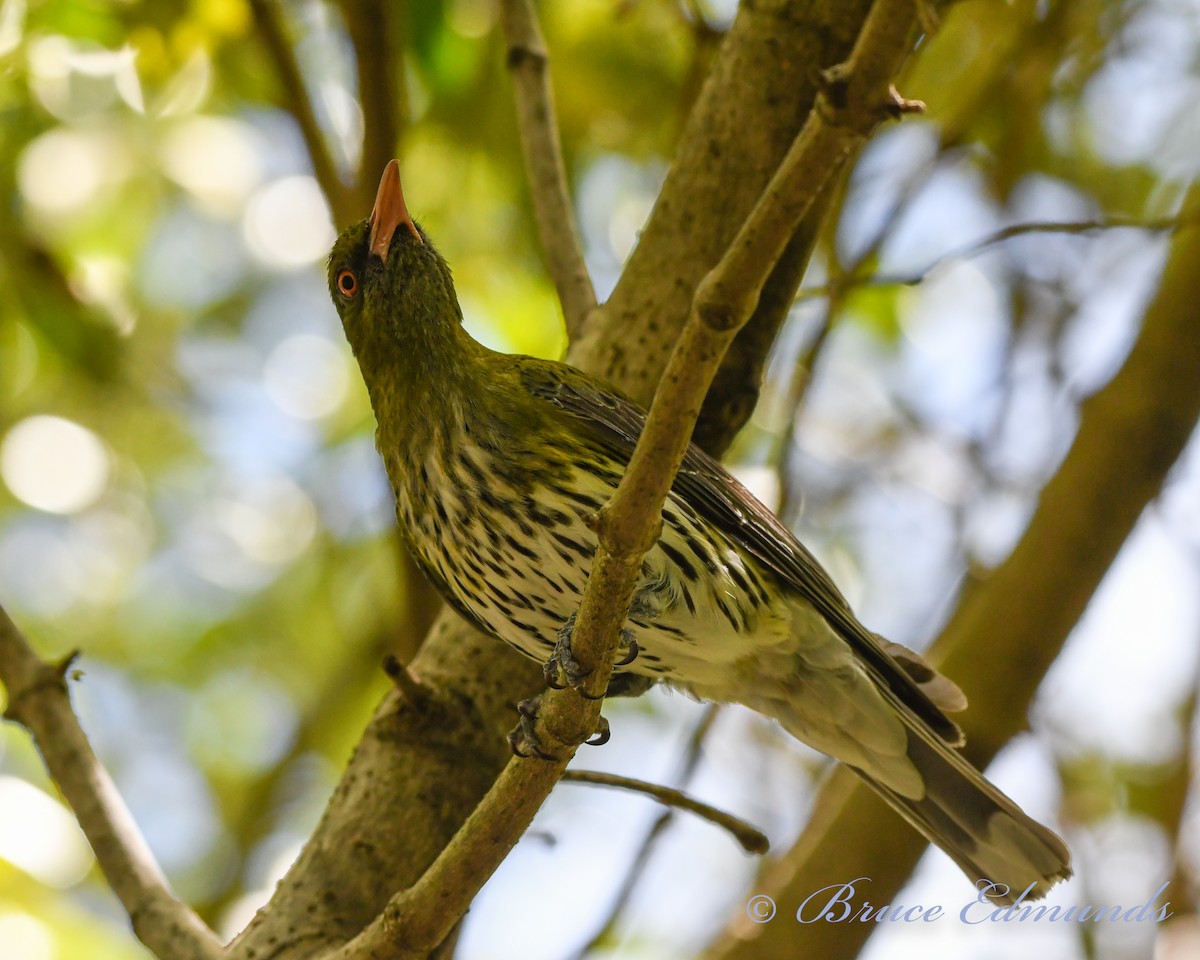 Olive-backed Oriole - ML533635651