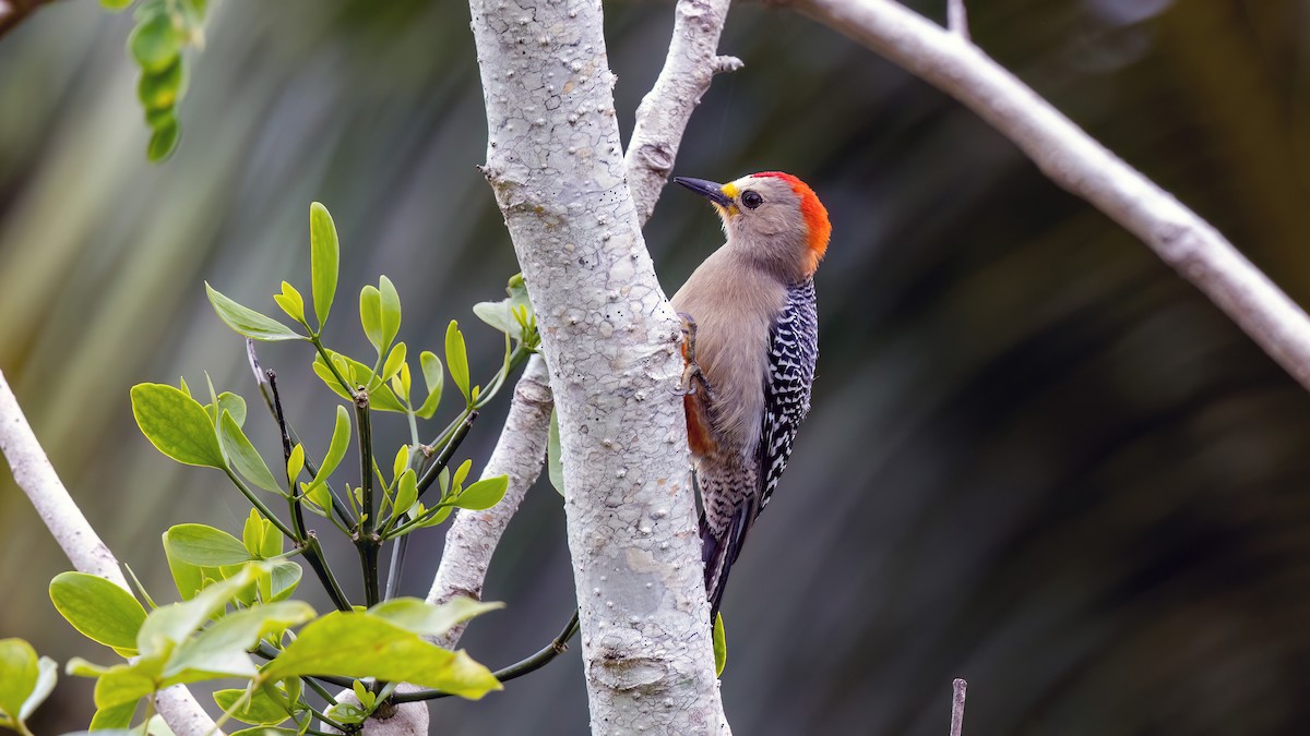 Yucatan Woodpecker - Jim Gain