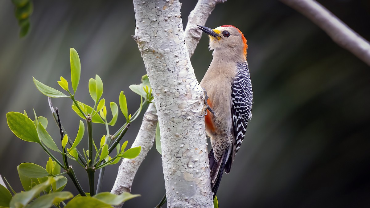 Yucatan Woodpecker - ML533636531