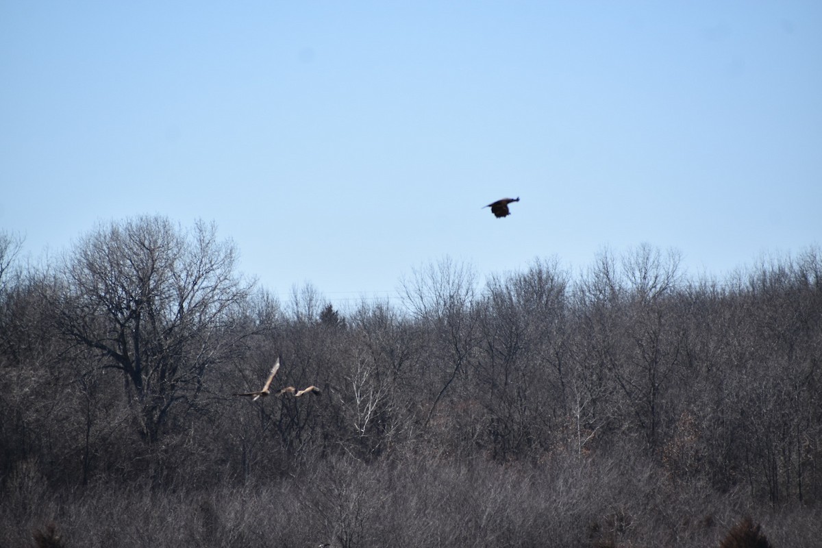 Bald Eagle - ML533638271