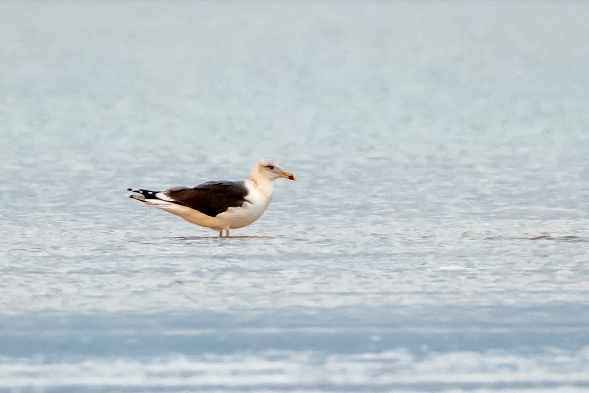 Lesser Black-backed Gull - Codrin Bucur