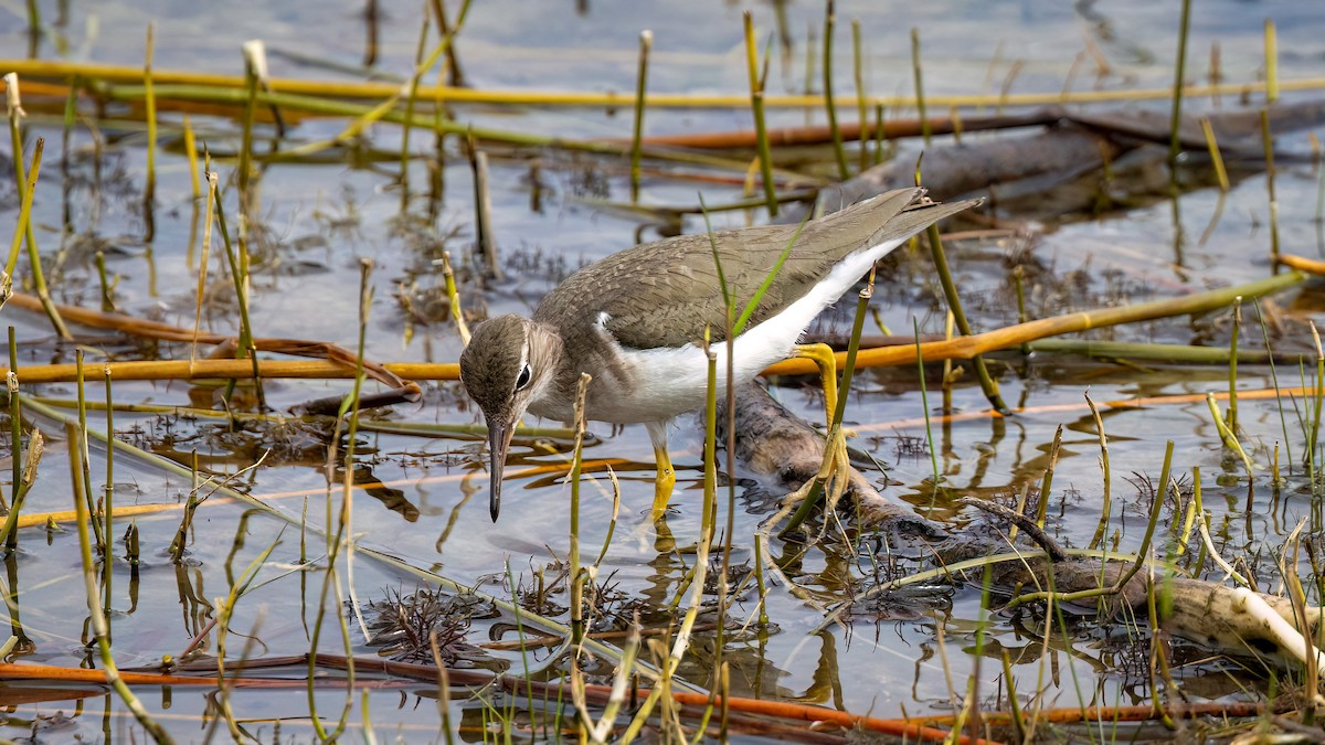 Spotted Sandpiper - Jim Gain