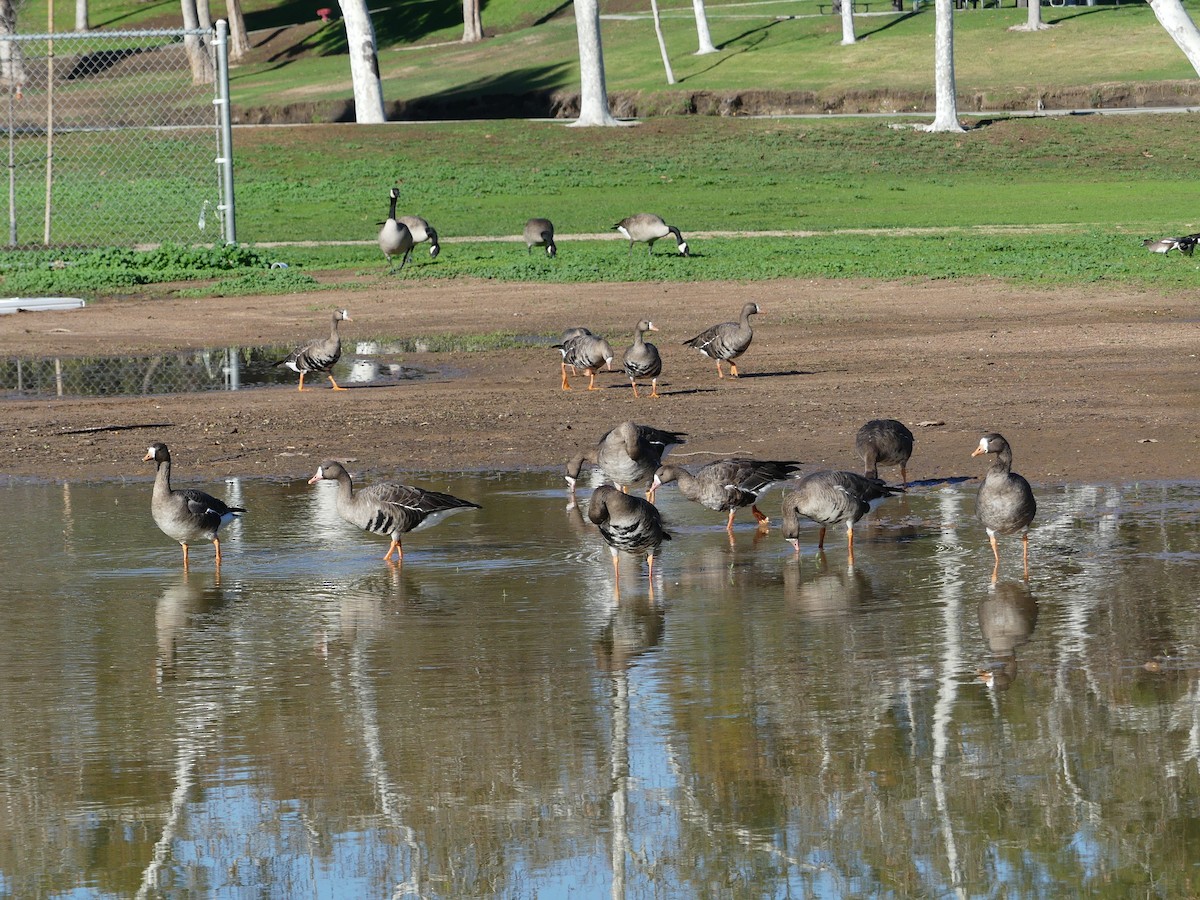 Greater White-fronted Goose - ML533639701