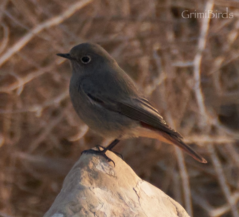 Black Redstart - ML533640851