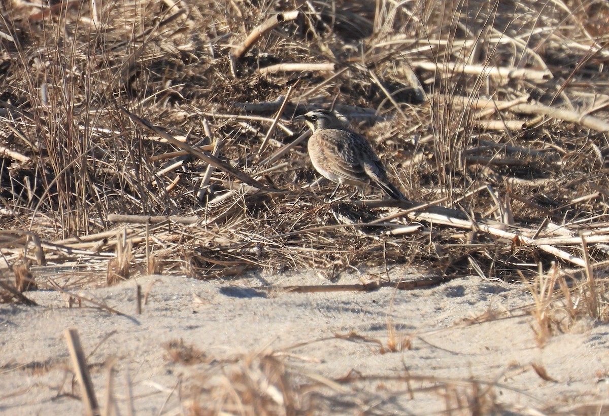 Horned Lark - ML533641211