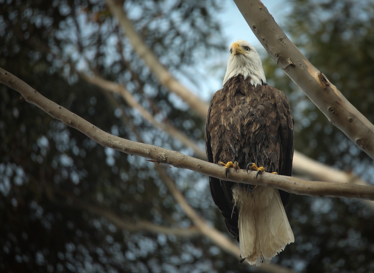 Bald Eagle - ML533642261