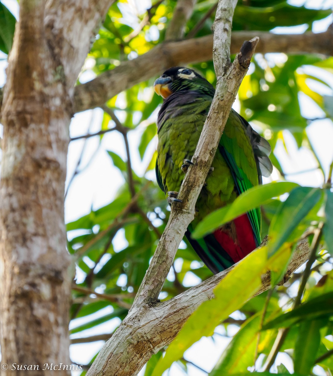 Scaly-headed Parrot - Susan Mac