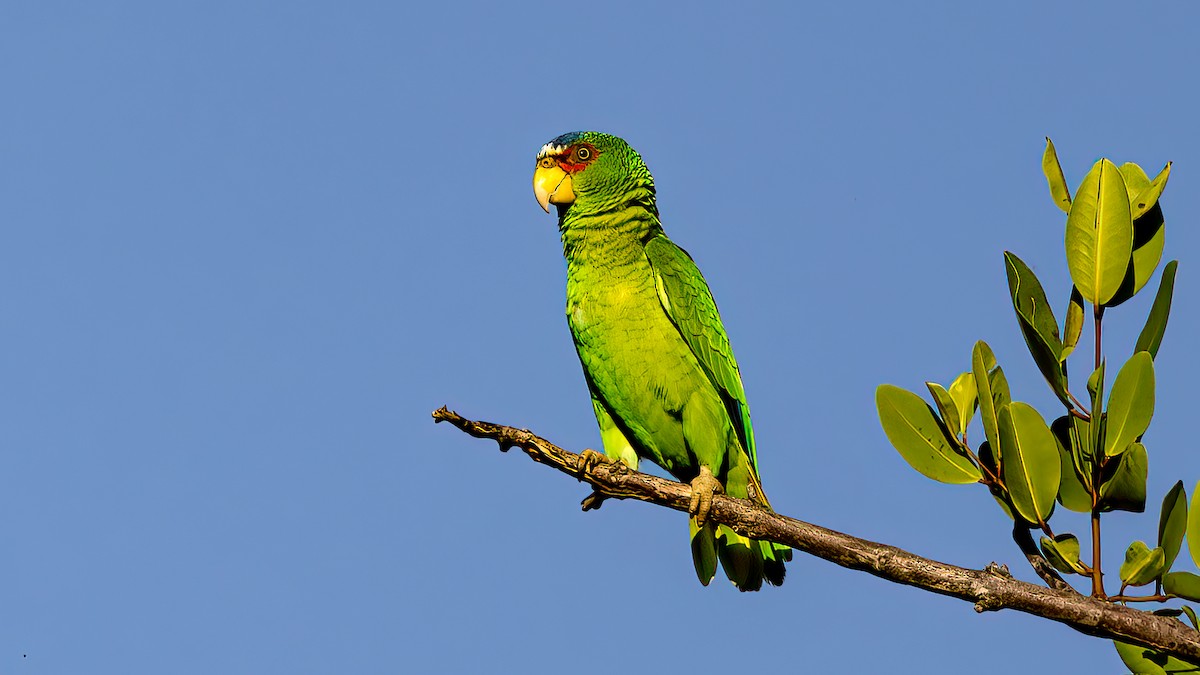 White-fronted Parrot - Jim Gain