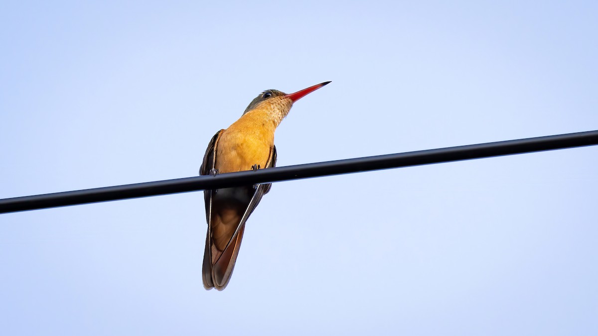 kolibřík ryšavý - ML533642871