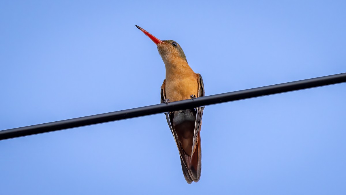 kolibřík ryšavý - ML533642881
