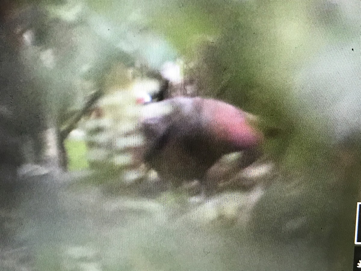 アカハシアメリカジカッコウ - ML533643021