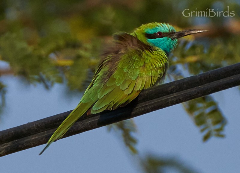 Arabian Green Bee-eater - Ramon Grimalt