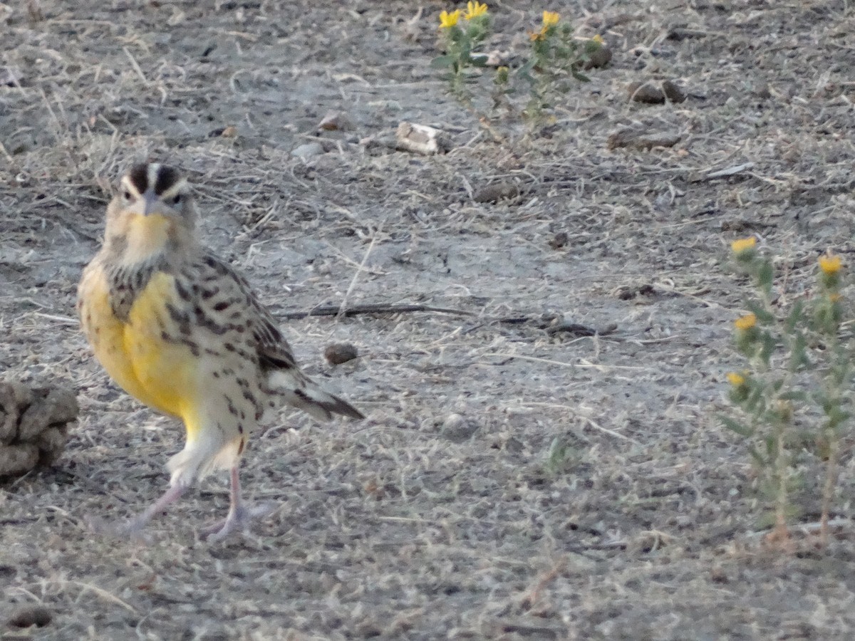 Western Meadowlark - Susan Kirchhausen