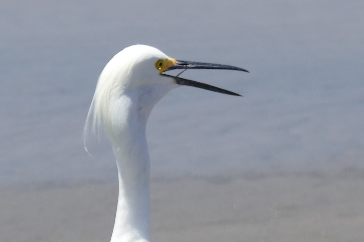 Snowy Egret - ML53364551