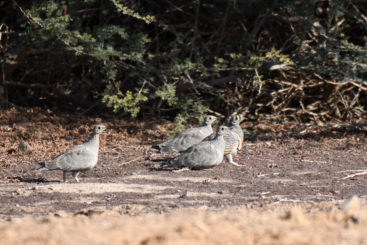 Lichtenstein's Sandgrouse - ML533646521