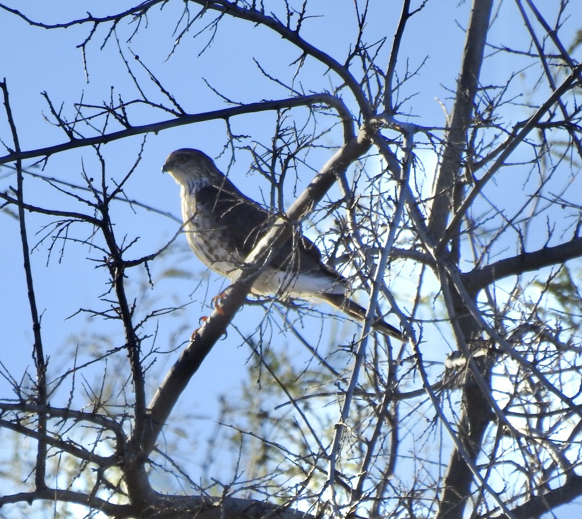 Sharp-shinned Hawk - ML533649071