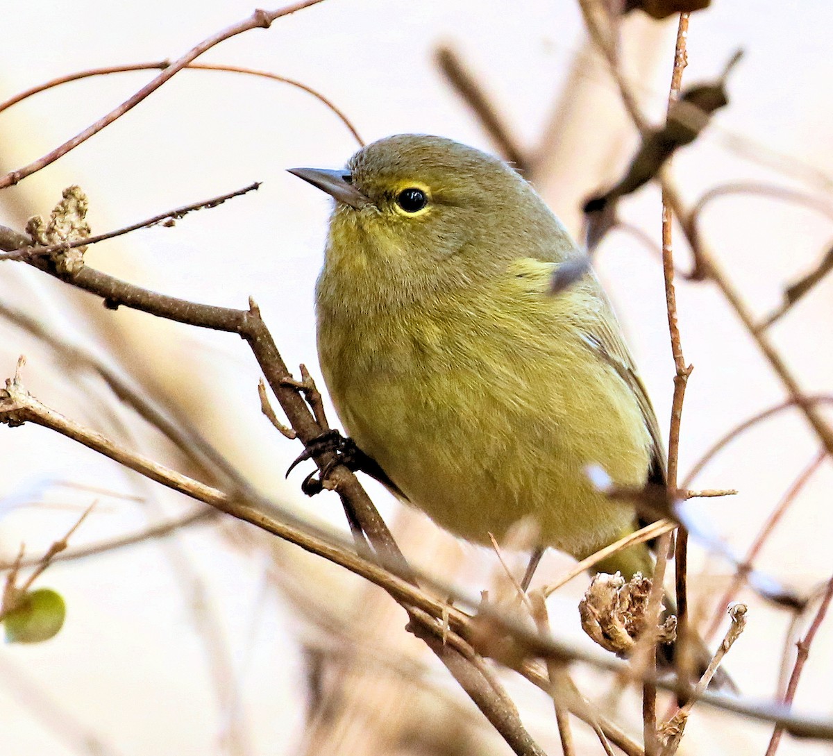 Orange-crowned Warbler - ML533650811