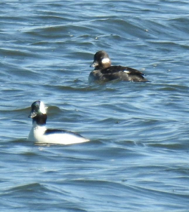 Bufflehead - ML53365171