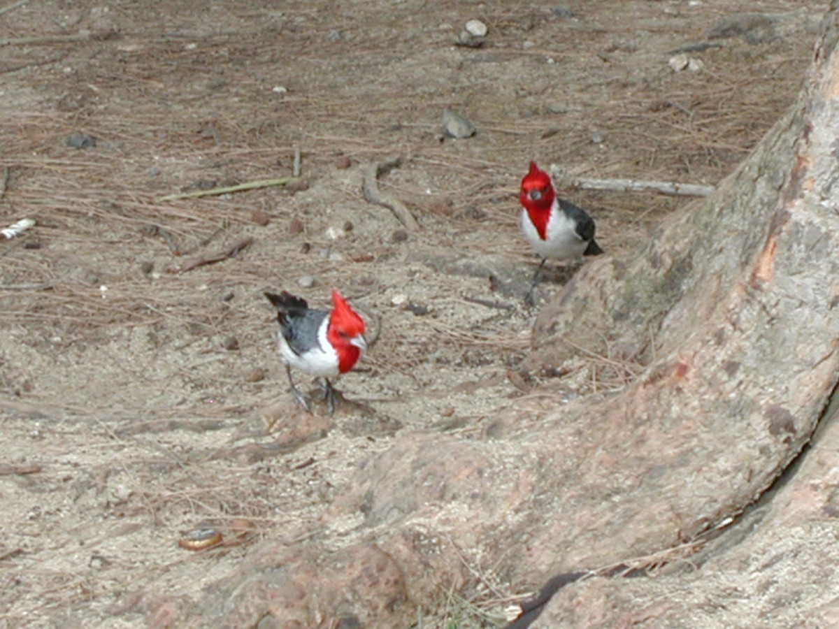 Red-crested Cardinal - Jim Lewey