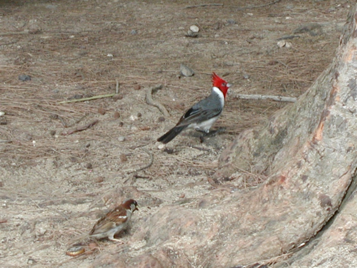 Red-crested Cardinal - ML53365191