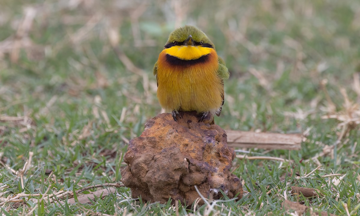 Little Bee-eater - Paul Fenwick