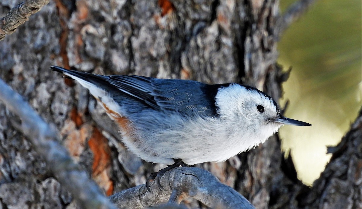 White-breasted Nuthatch - ML533652461