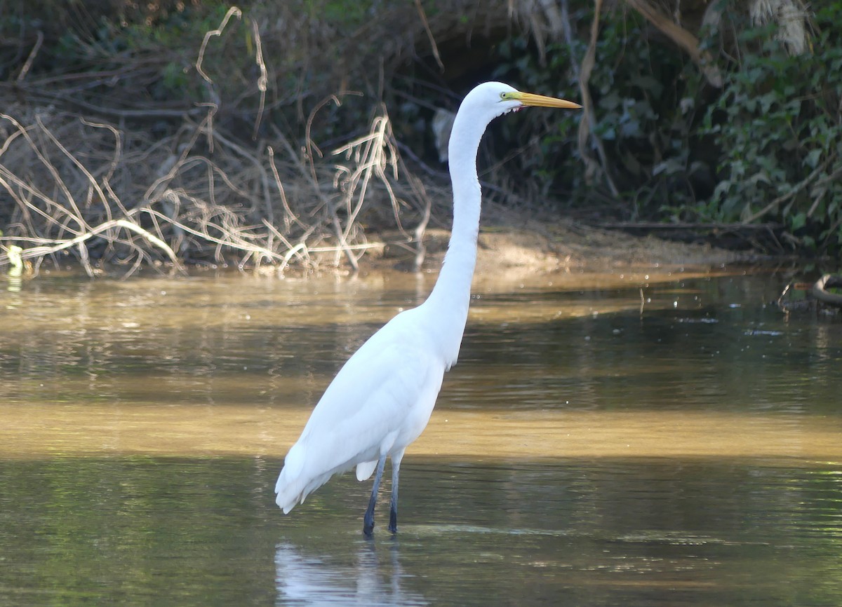 Great Egret - ML533652541