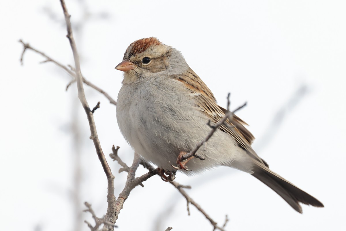 Chipping Sparrow - ML533652791